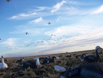 Reelwings , Canadag�s