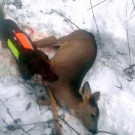 Jaktvision GPS-Vest for hundepeiler, passer Garmin og Tracker thumbnail