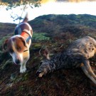 Jaktvision GPS-Vest for hundepeiler, passer Garmin og Tracker thumbnail