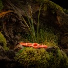 Weisskirchen WXT -4all Universal Call Rådyrlokk thumbnail